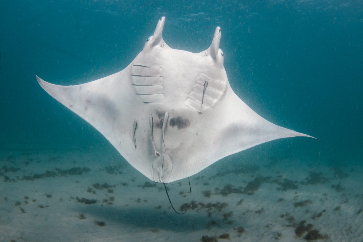 Skye the giant manta ray showing the unique marking during Ray during Expedition 41 onboard R/V ANGARI. PC: Bryant Turffs.