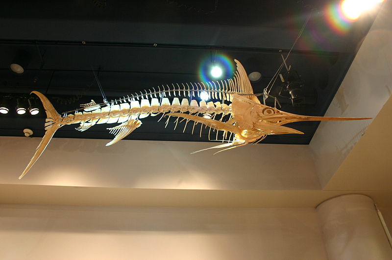 Atlantic blue marlin skeleton. PC: Ryan Somma