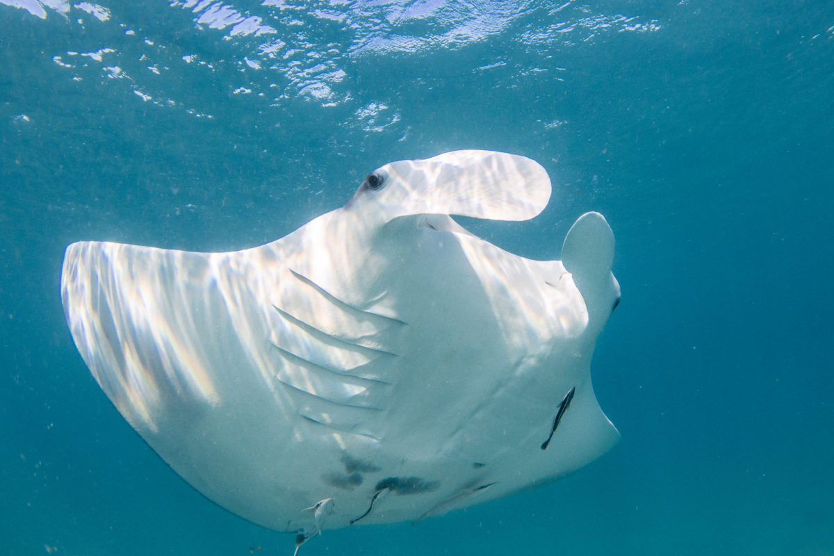 Giant manta ray in Florida. PC: Bryant Turffs