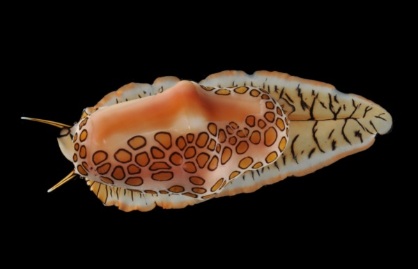 Florida Tongue Snail showing its muscular foot. PC: Bailey-Matthews National Shell Museum