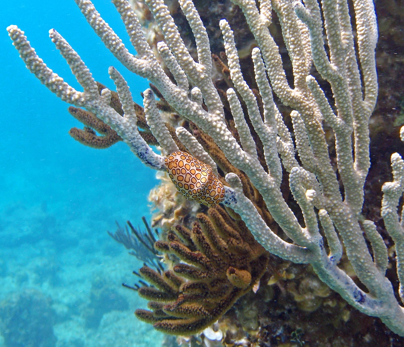 Flamingo Tongue Snail on coral. PC: Mark Peter