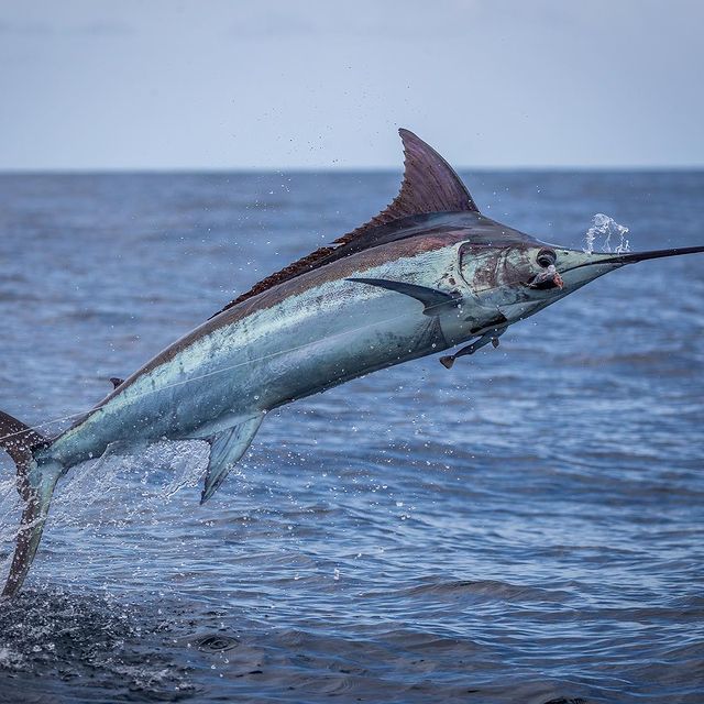 Difference Between Blue And White Marlin At Jessica Fly Blog
