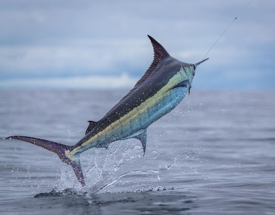 Atlantic Blue Marlin Makaira Nigricans ANGARI Foundation