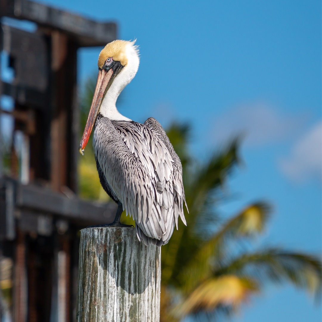 Brown pelican perching on a wooden pilar. PC: ManaVonLamac.