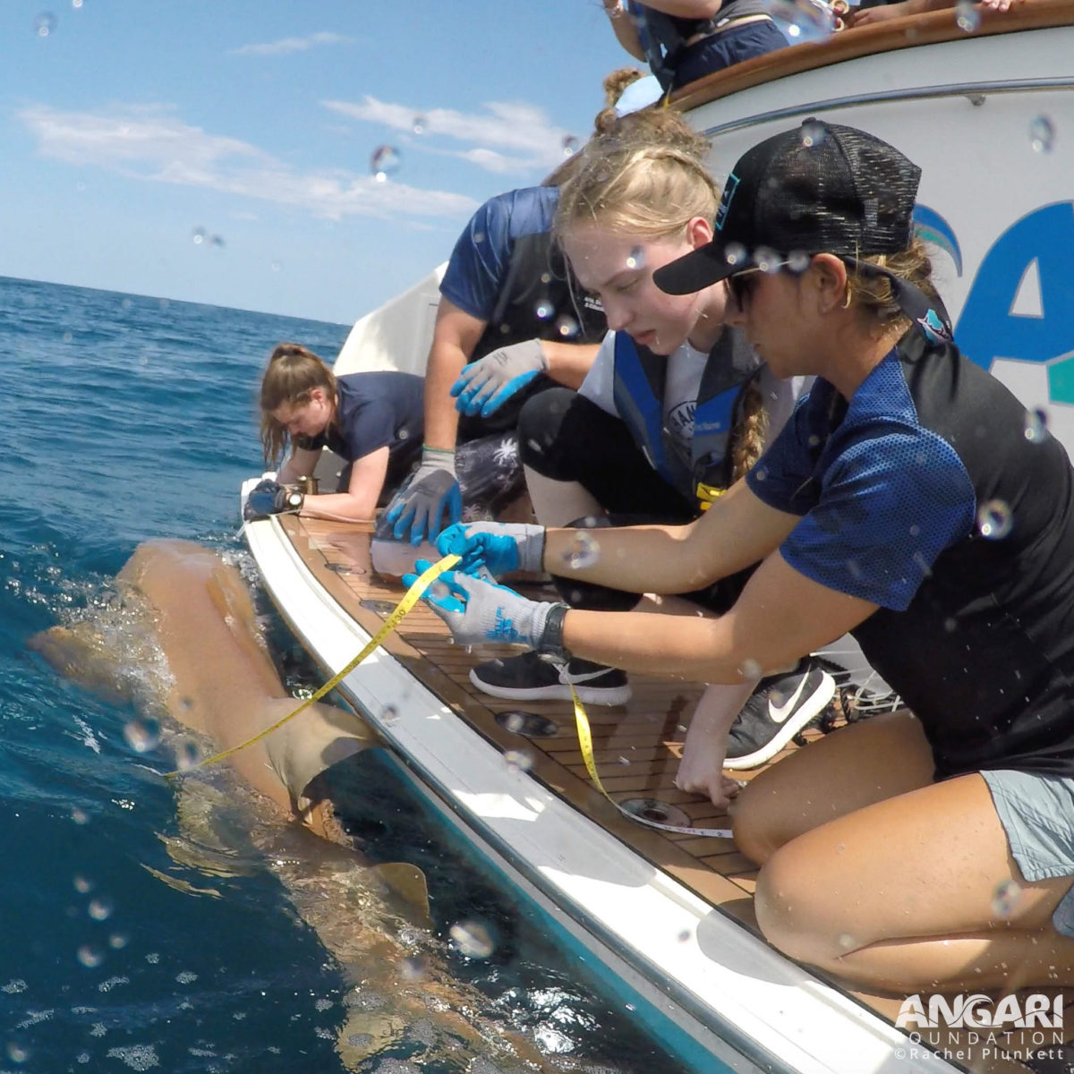 We are working with a student to measure a nurse shark (Ginglymostoma cirratum) aboard R/V ANGARI on Expedition #26.