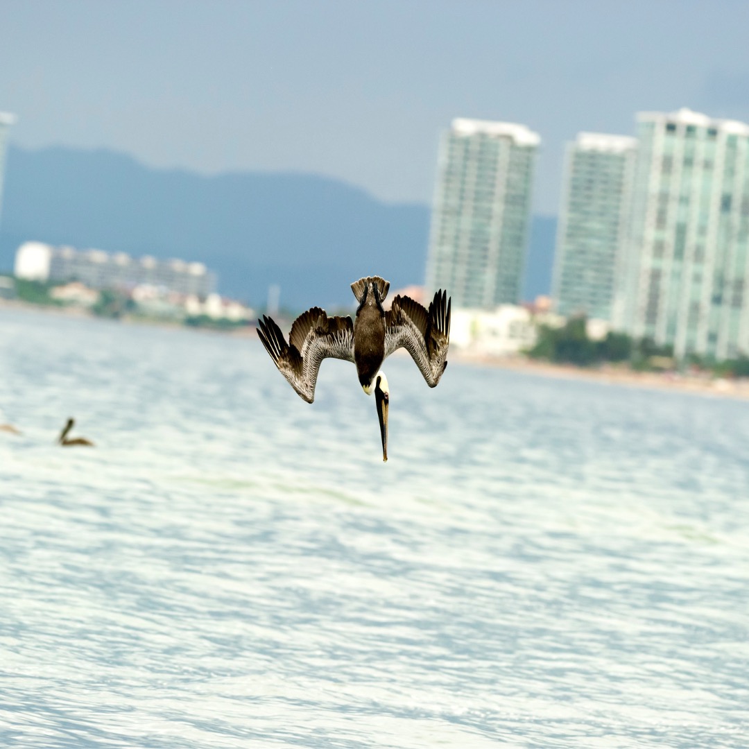 Brown pelican diving into the ocean. PC: Mexitographer
