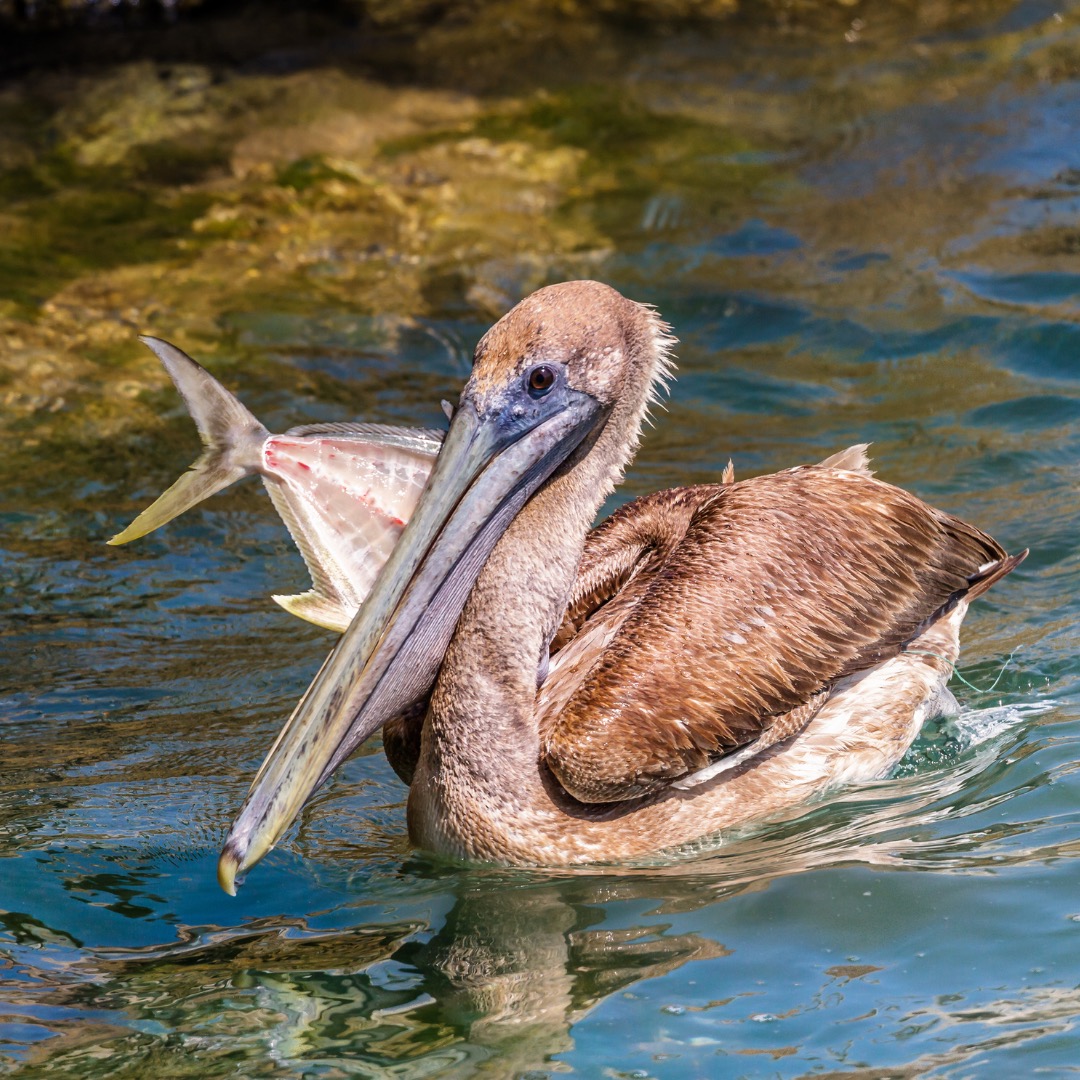 Brown pelican eating a fish. PC: jtillard1.