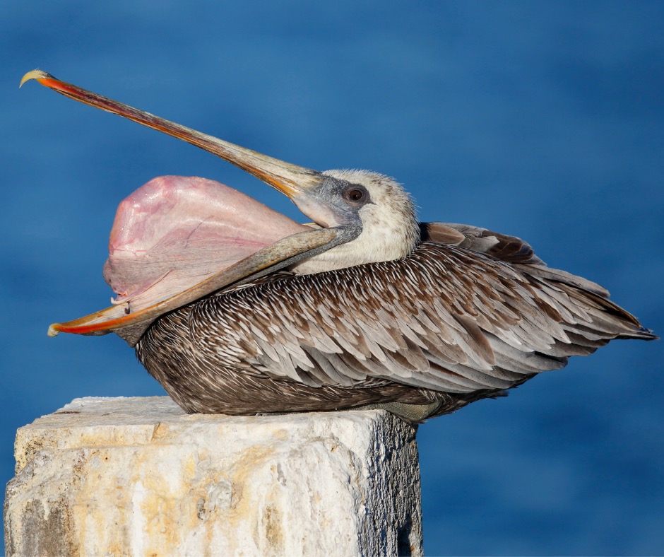 Brown pelican showing its gular pouch. PC: BrianLasenby