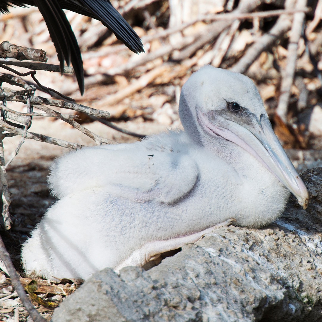 Juvenile brown pelican on a nest. PC: Rejean Bedard.