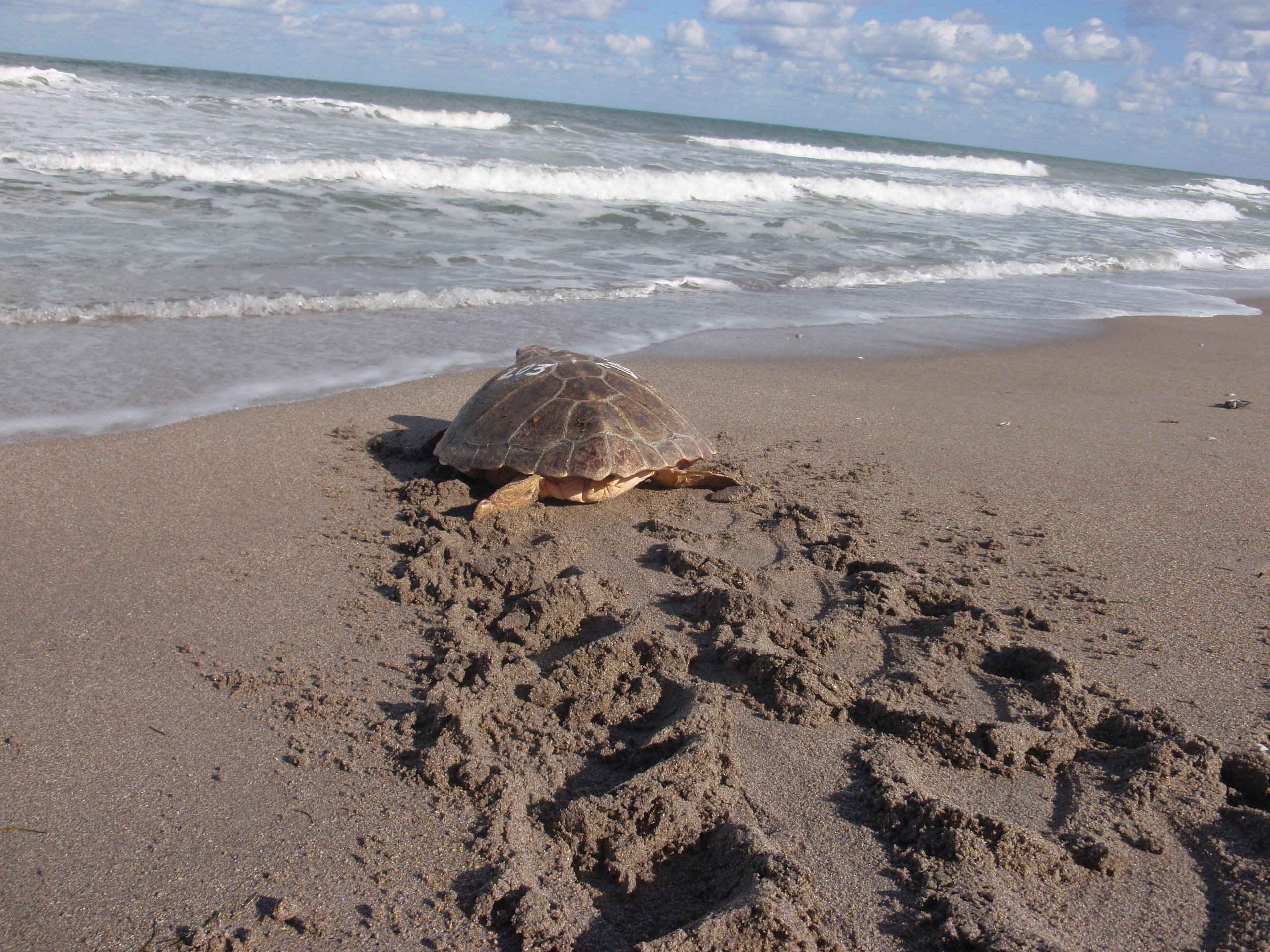 Loggerhead sea turtle returning to the ocean. PC: Tonya Long