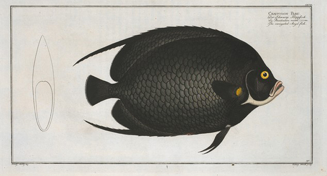 French Angelfish Chaetodon paru
