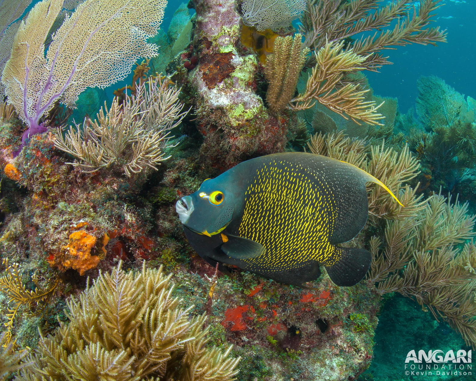 French Angelfish in the Florida Keys