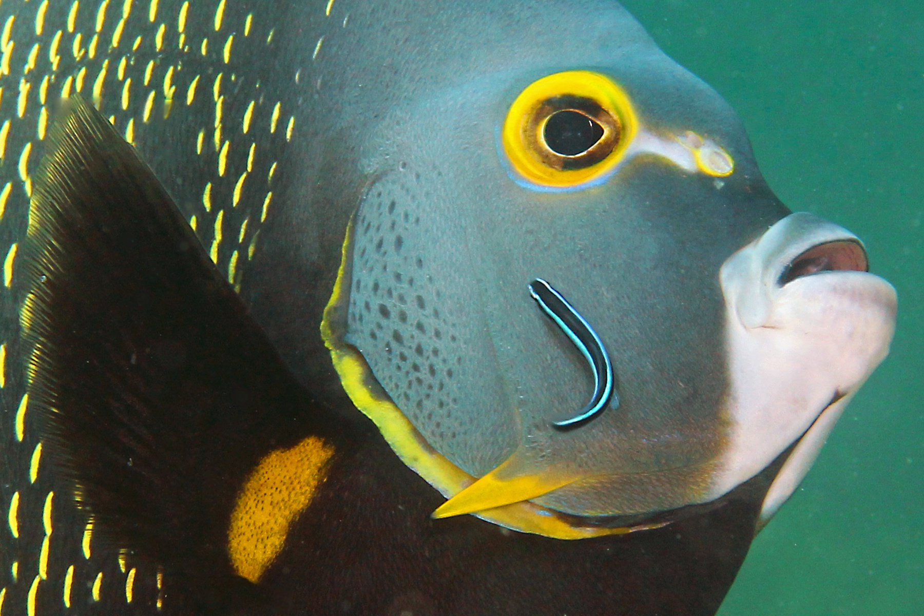 French Angelfish with vibrant yellow markings