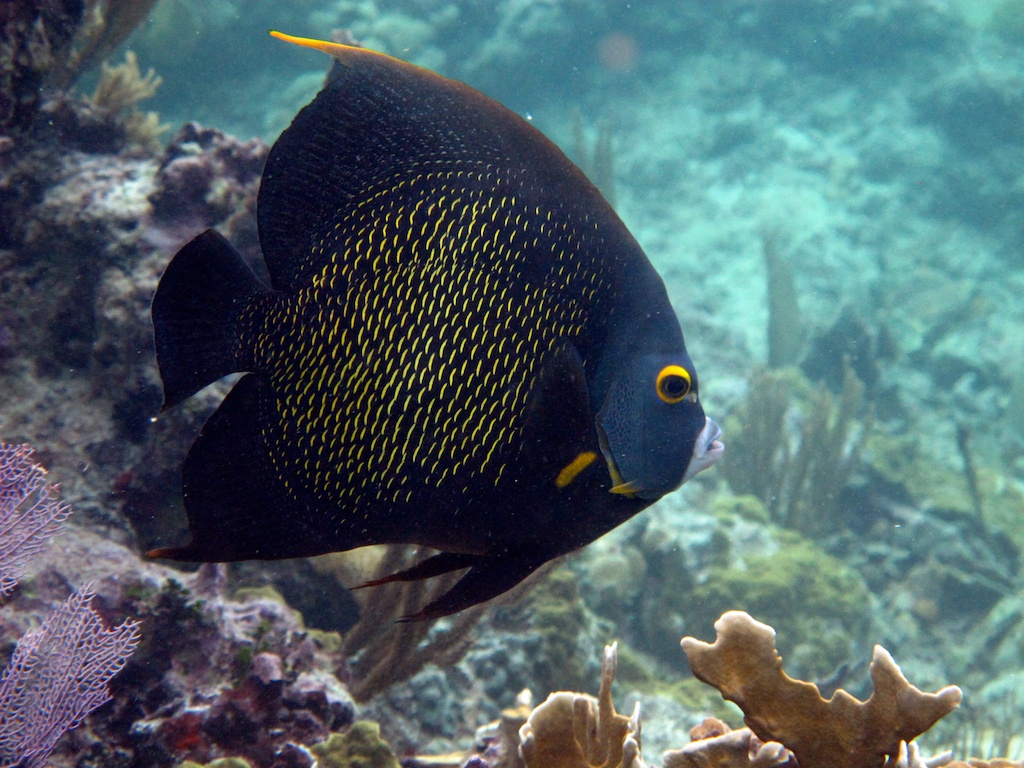 Close up of a French Angelfish 
