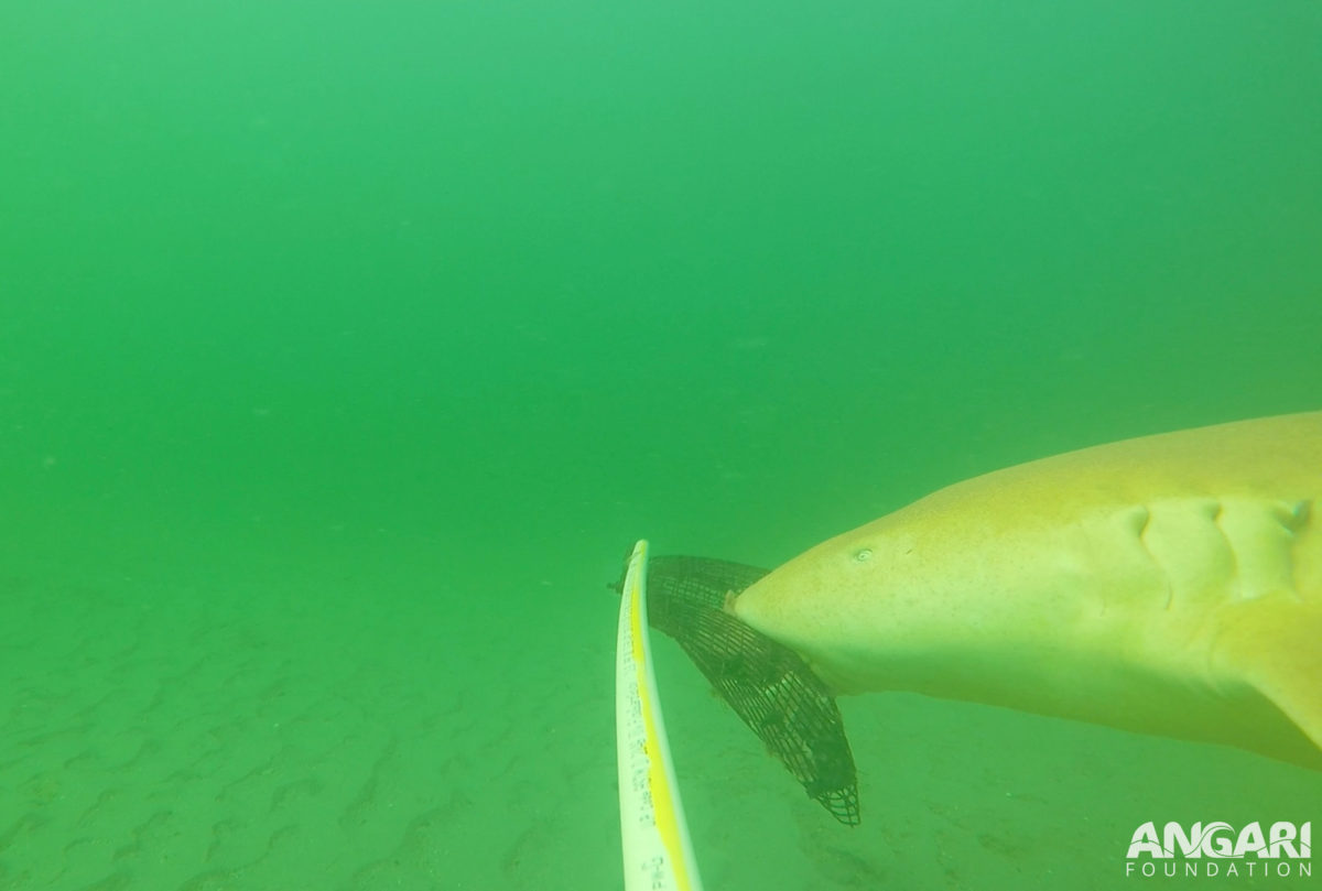EXP 53: This curious nurse shark was captured on video by the BRUVS. Sharks and other predatory species are attracted to the area by the attached bait, which allows scientists to estimate marine life abundance, study behavior and assess diversity of species in the region.
