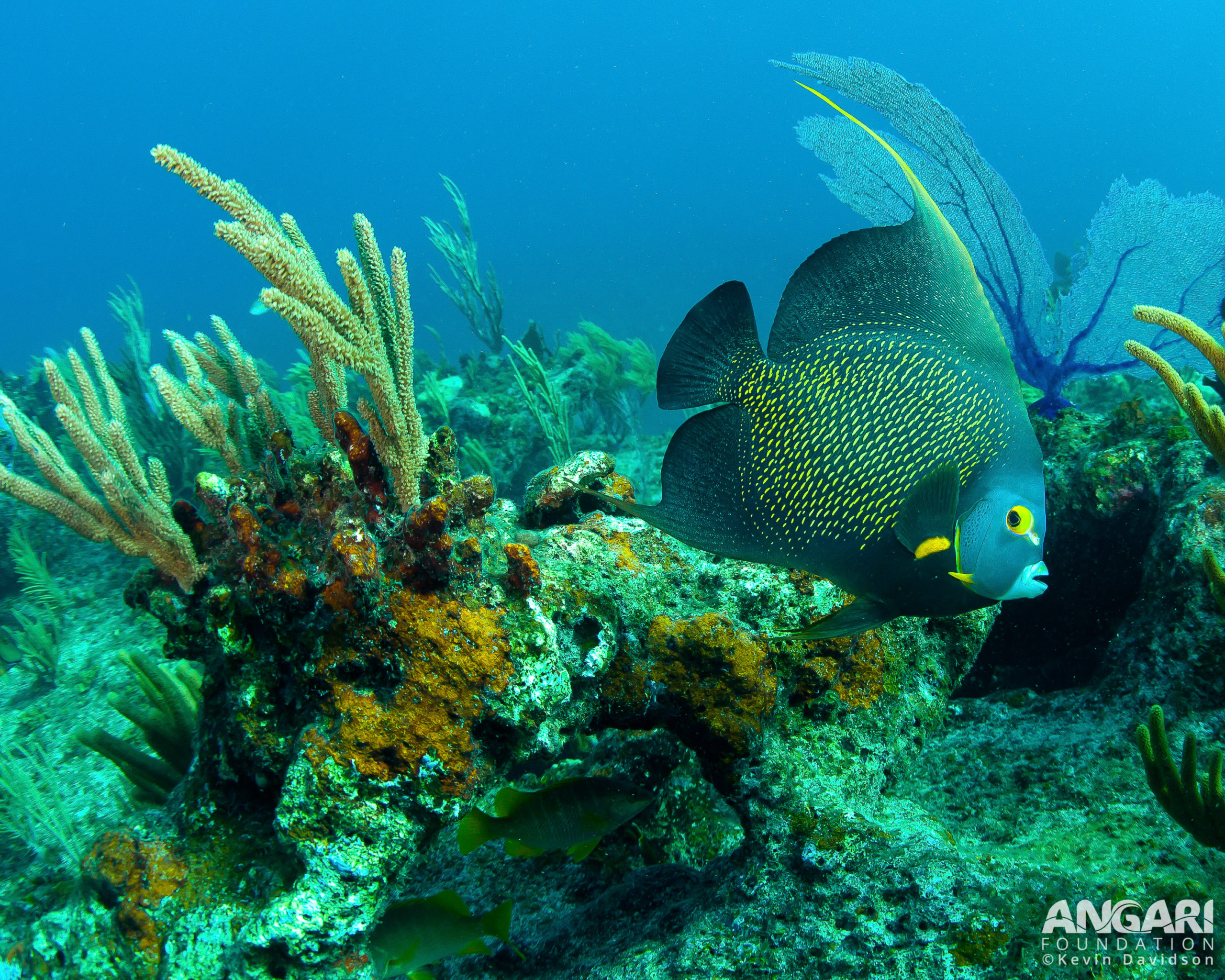 French angelfish swimming over coral reef