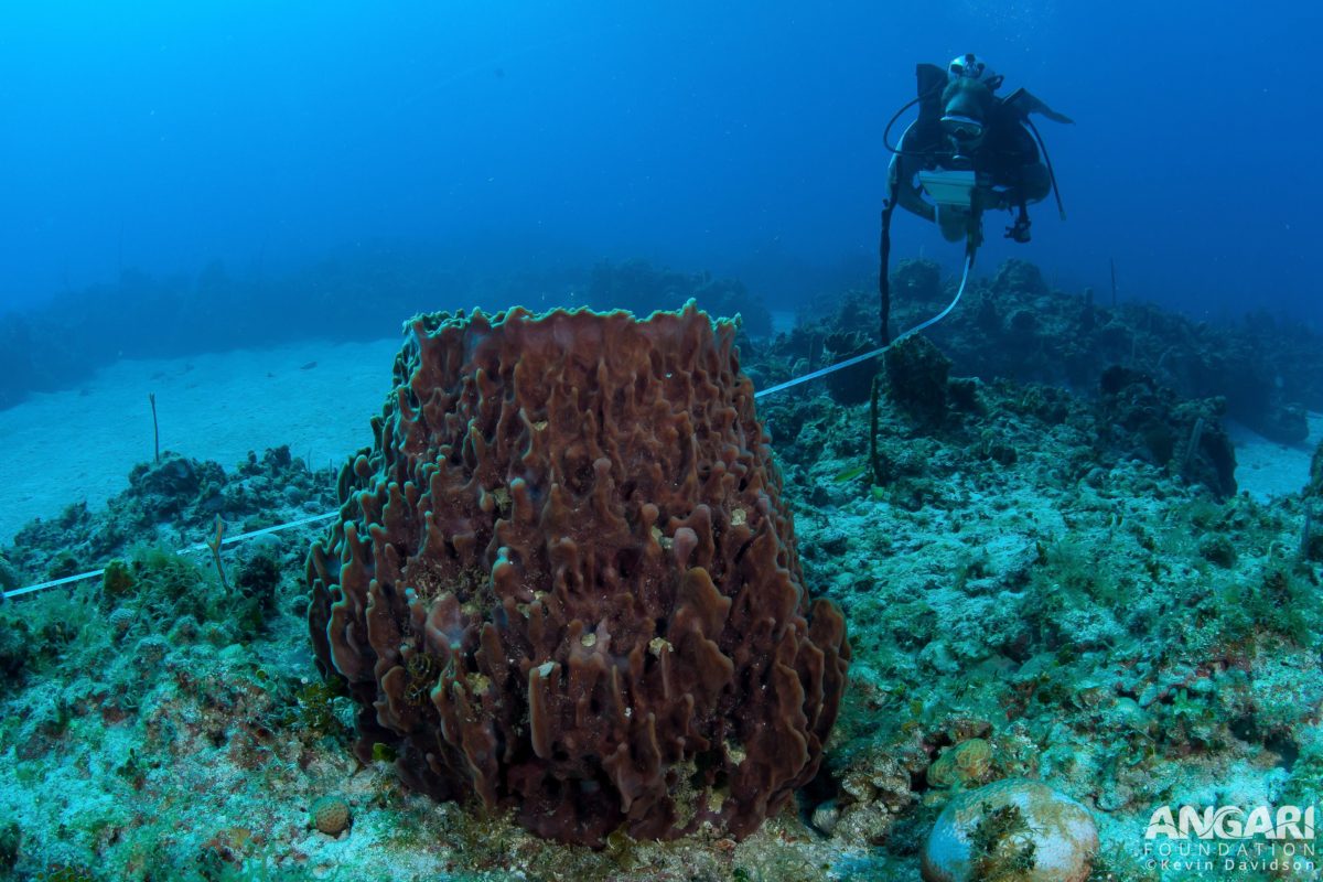 Diver observing a Giant barrel sponge