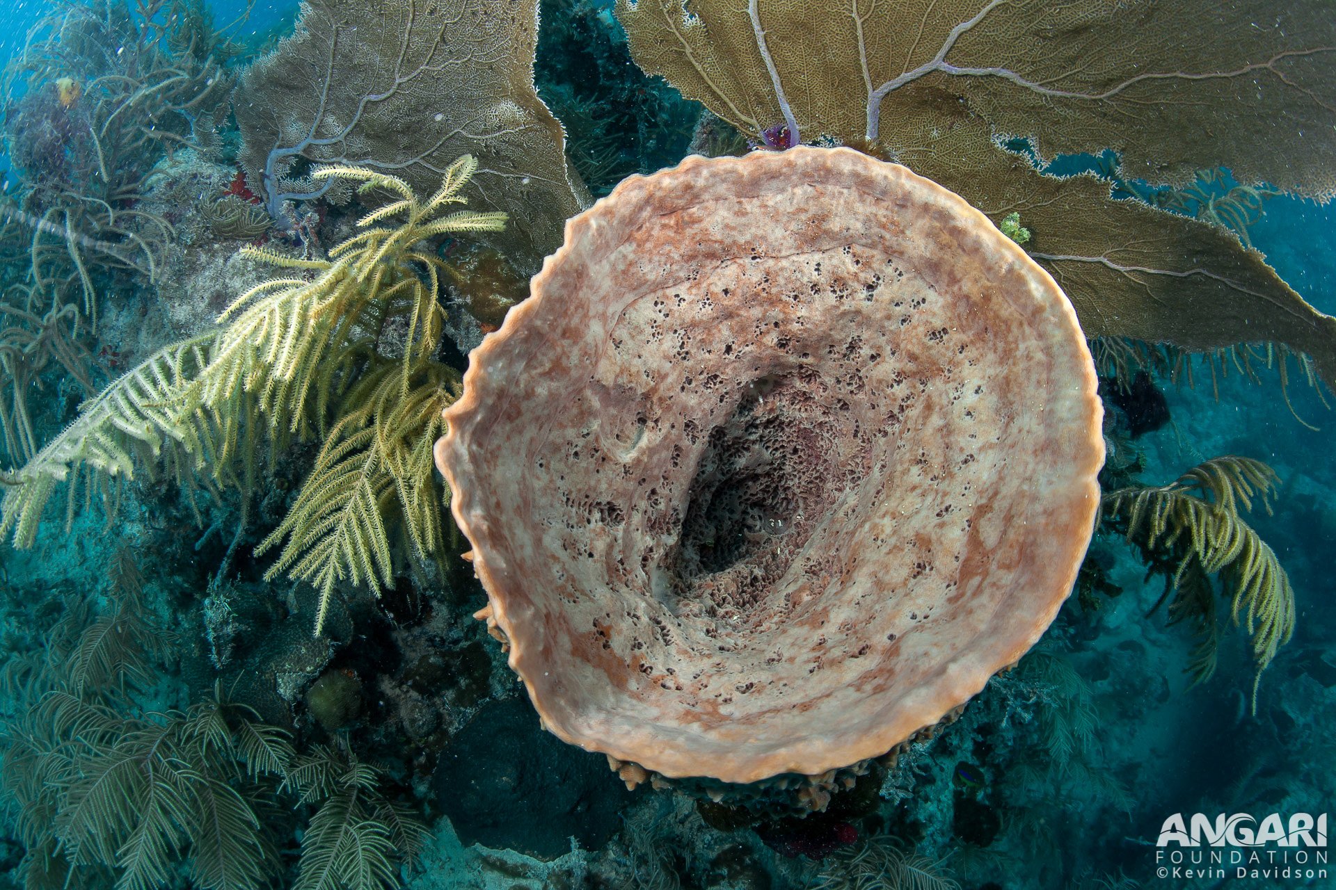Ariel view of a giant barrel sponge.