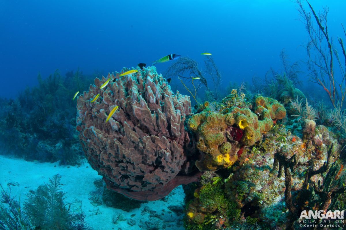 Giant barrel sponge surrounded by reef fish.