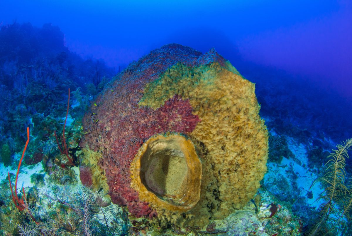 Close up of a giant barrel sponge.