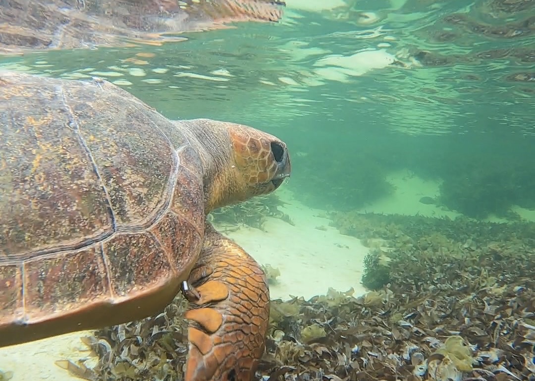Loggerhead sea turtle swimming in shallow water. PC: Local Ocean Conservation & Buluu Poppy