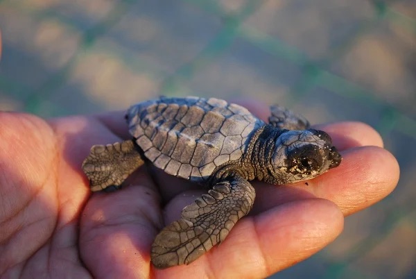Loggerhead sea turtle hatchling. PC: Alejandro Linares Garcia