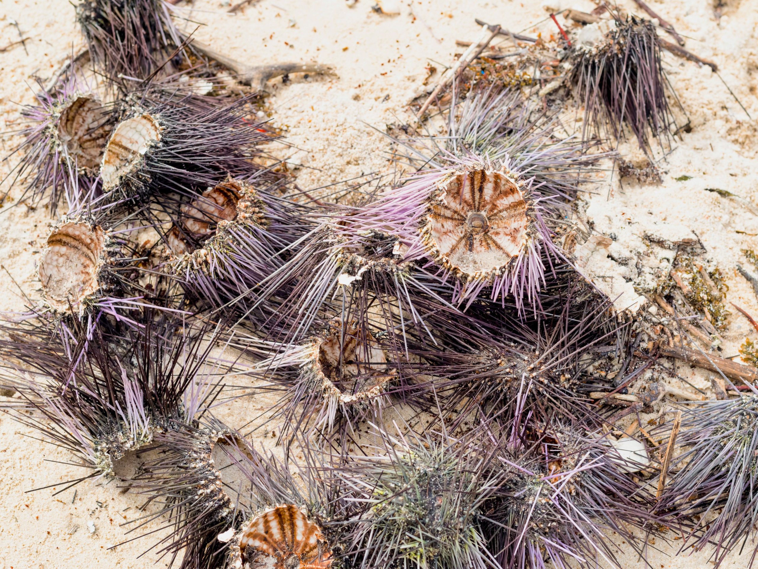 Dried up long-spined sea urchins. PC: Sergei Pivovarov