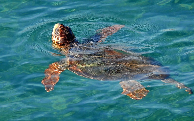 Loggerhead sea turtle surfacing to breath. PC: Sergey Yeliseev