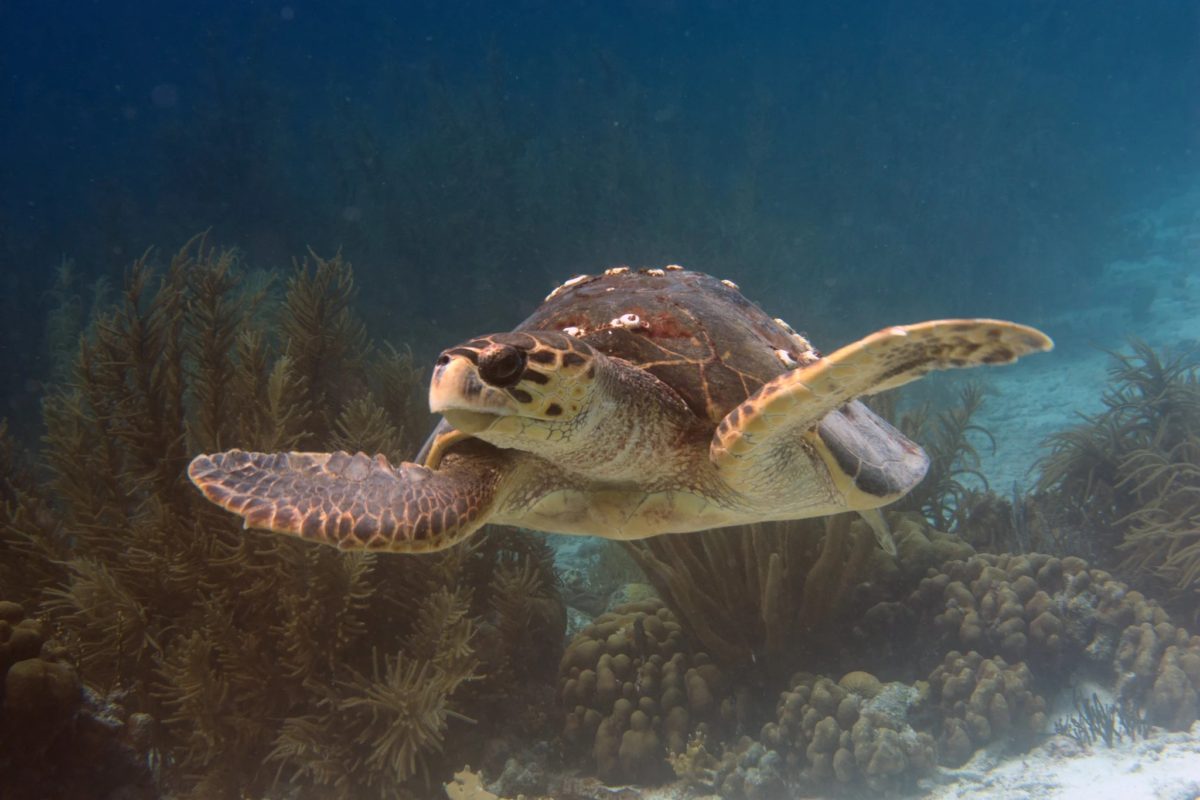 Swimming loggerhead sea turtle. PC: actor212
