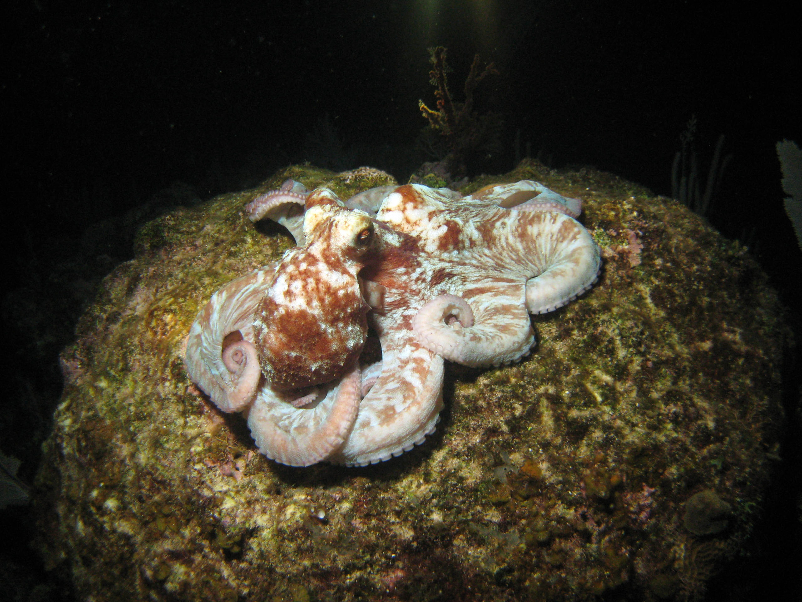 Caribbean reef octopus. PC: Mark Yokoyama