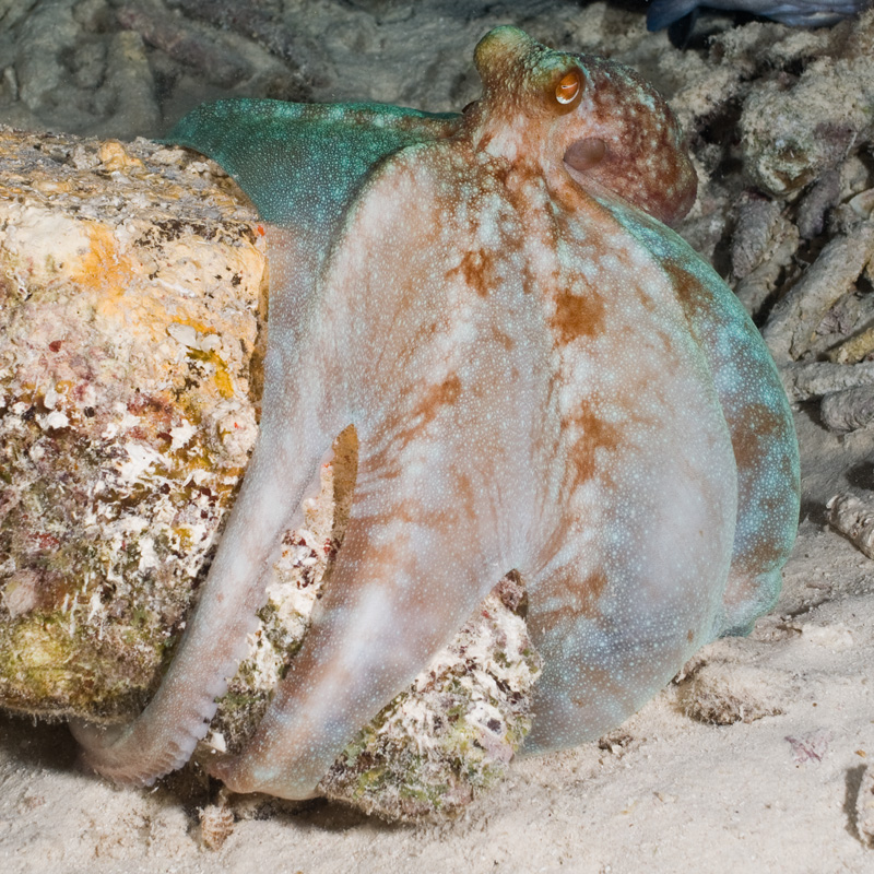 Caribbean reef octopus attached to a rock. PC: Alessandro Dona 