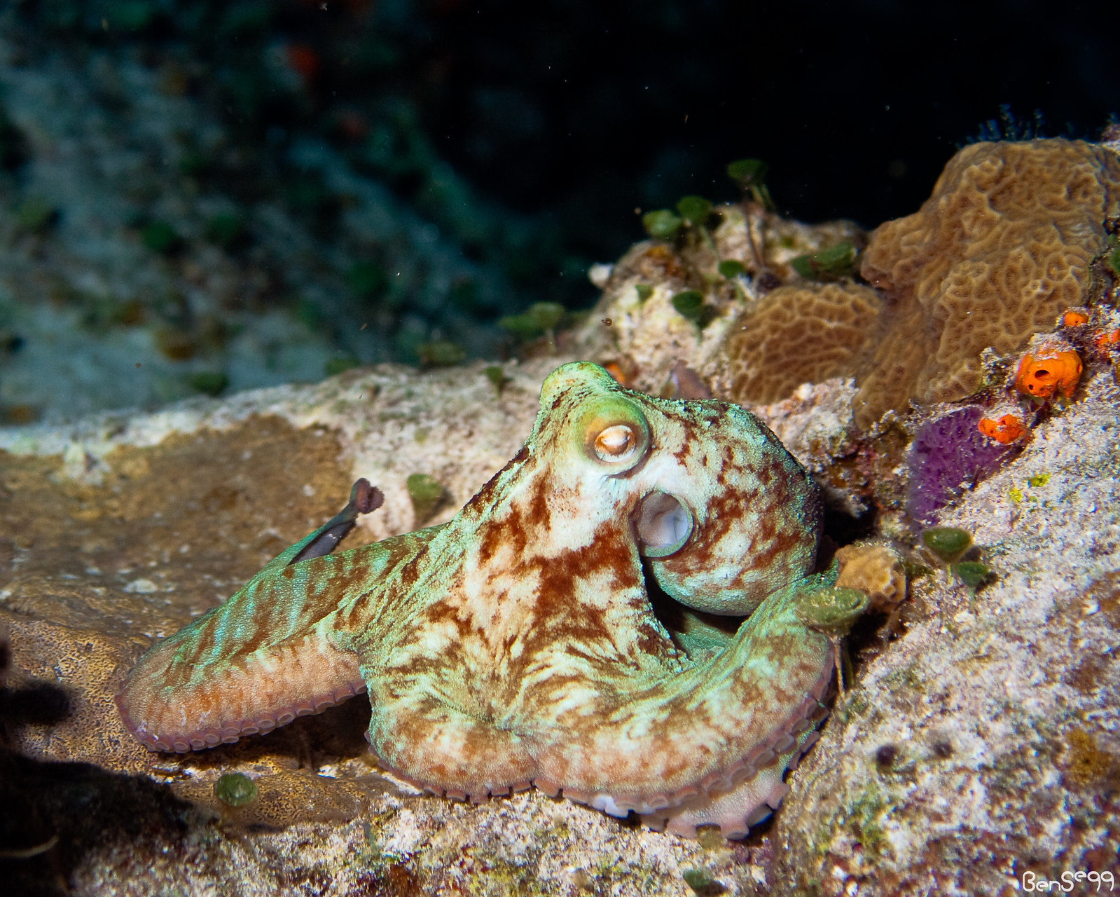 Caribbean reef octopus camouflaged. PC: ScubaBen