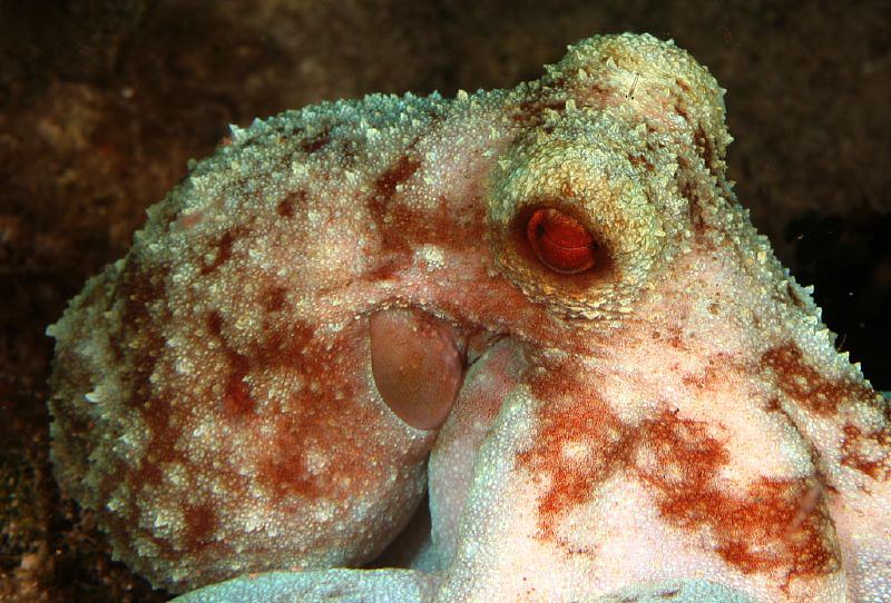 Close up of a Caribbean reef octopus. PC: Kevin Bryant