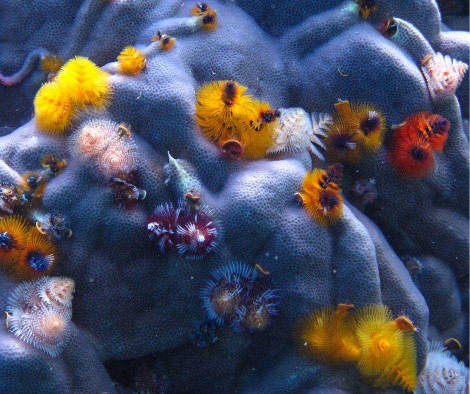 Multiple colorful Christmas tree worms on coral
