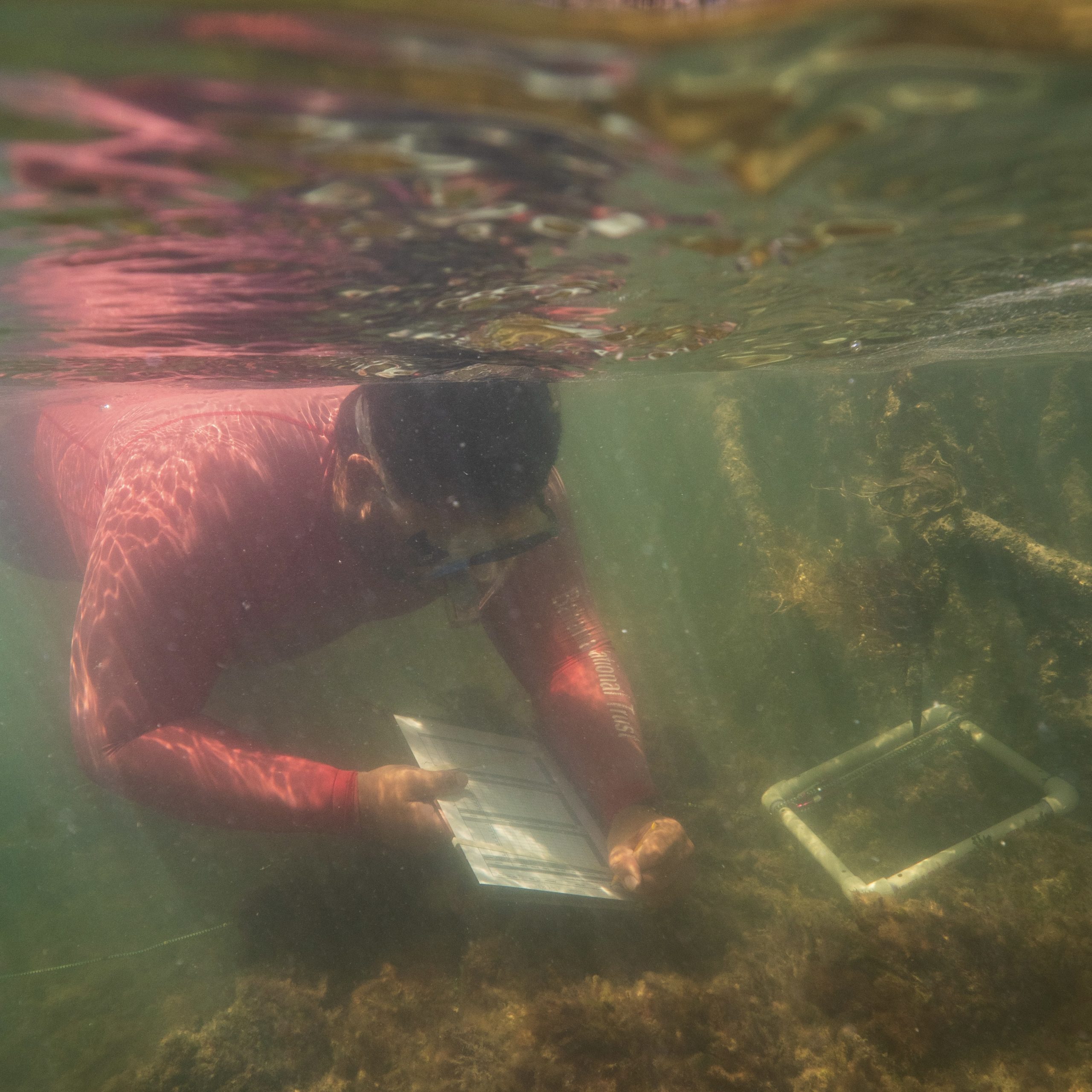 Though I am often surveying coral reefs, I do prefer to spend my time in the calmer mangrove ecosystems. Here I am conducting a survey documenting and recording all species on the seafloor of the island of Andros. PC: Will Greene