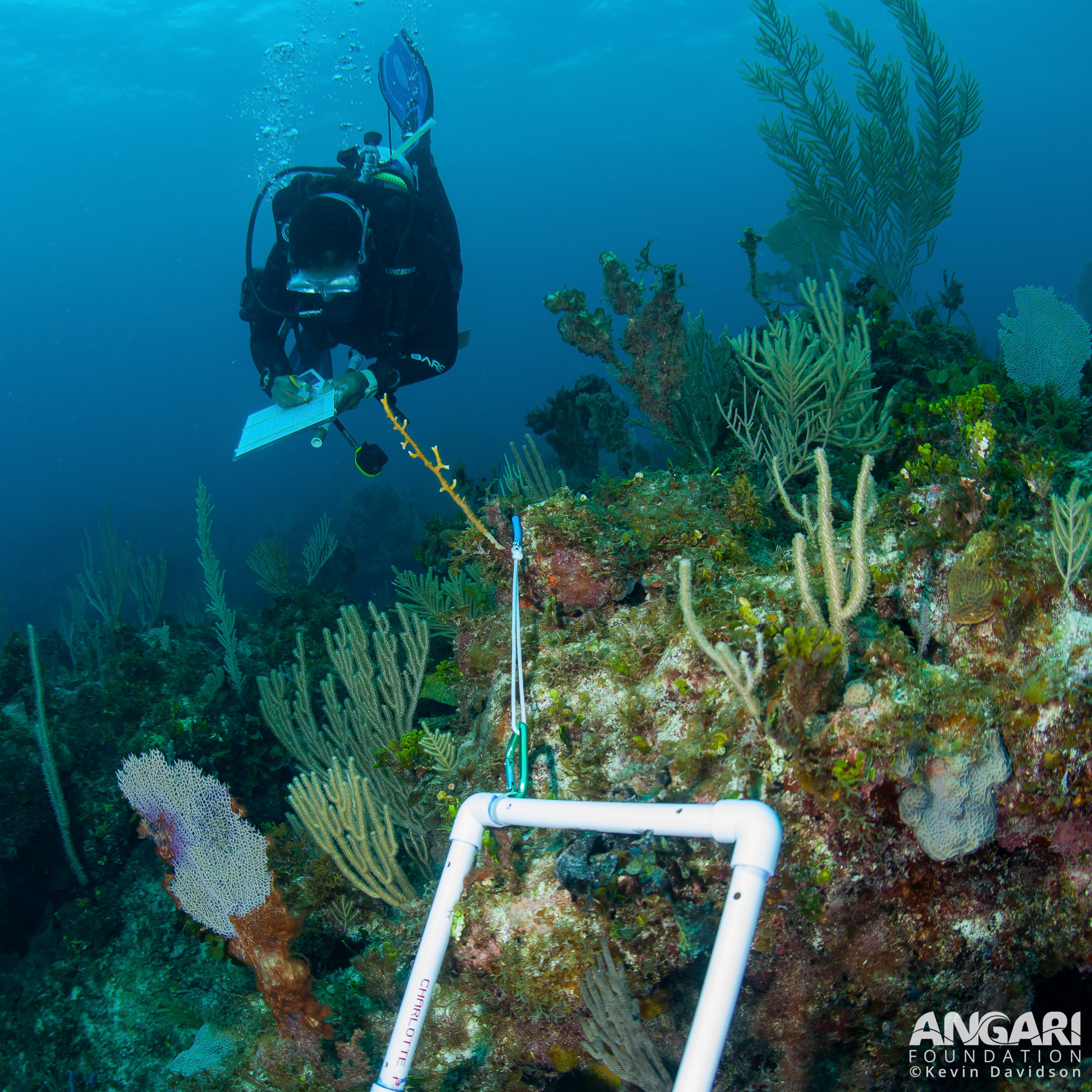 On Expedition 30 we surveyed reefs in Abaco and Grand Bahama. PC: Kevin Davidson