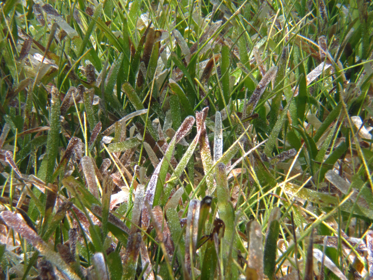 Close up of turtle grass meadow. PC: James St. John