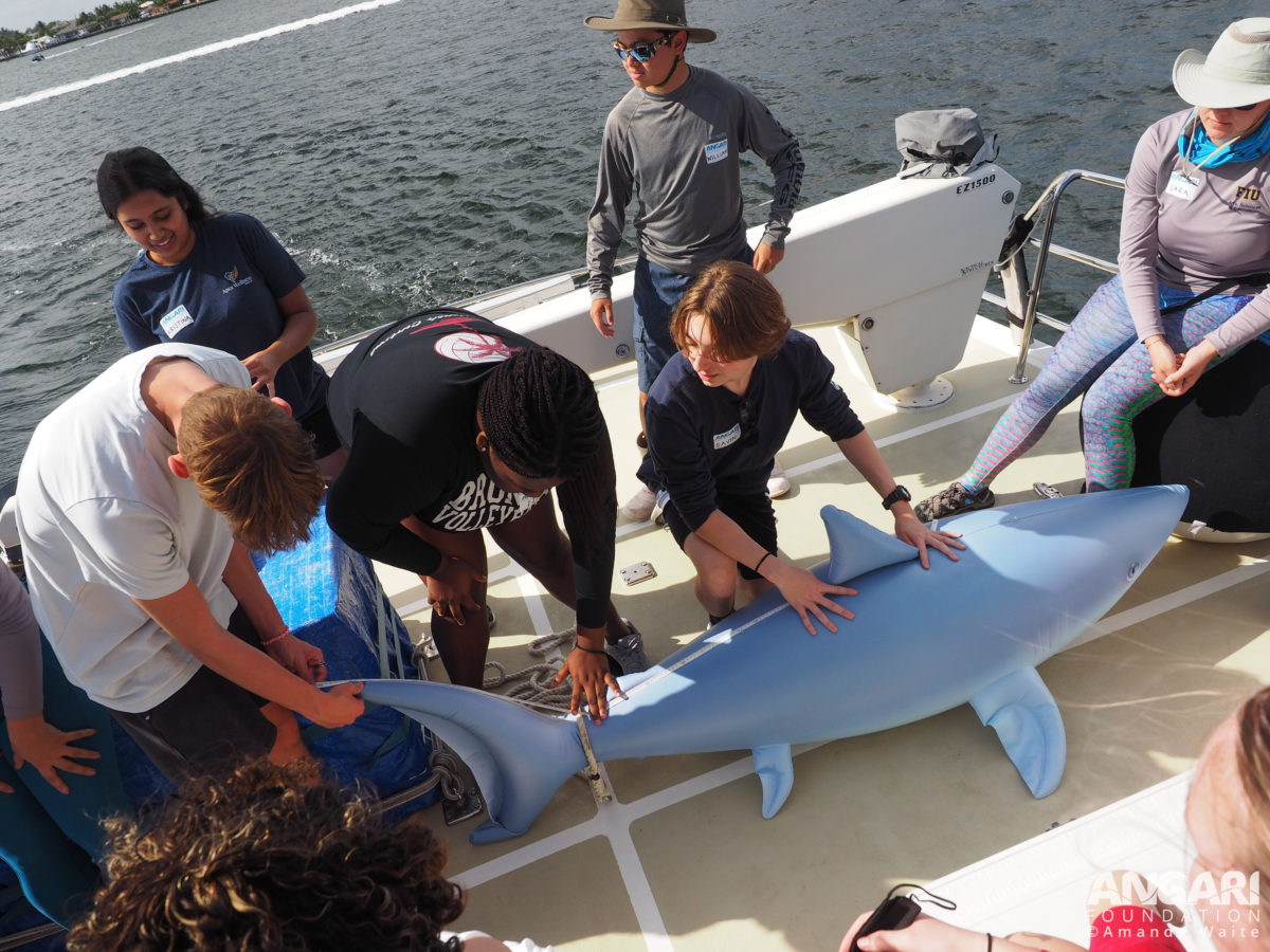 EXP 56: Before recovering the drumlines, the scientists demonstrate what will happen if a shark is caught, and the participants practice collecting measurements on a model shark. PC: Amanda Waite