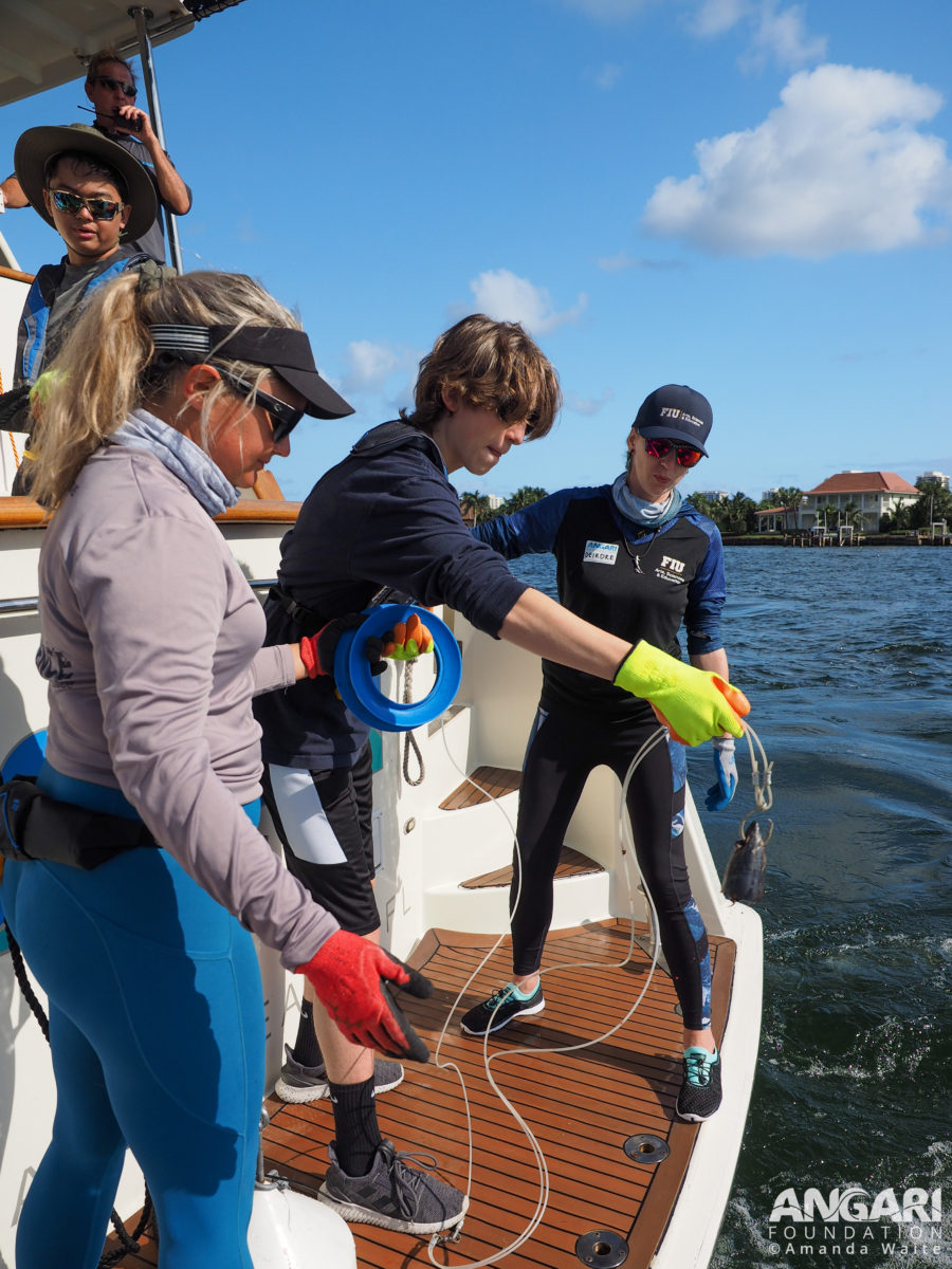 EXP 56: Once the vessel is onsite, a student casts the bait into the water and begins the process of drumline deployment. PC: Amanda Waite