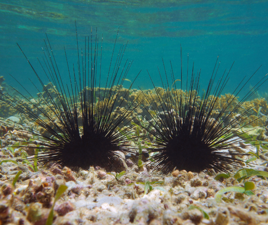 Two long-spined sea urchins in shallow waters. PC: Damocean