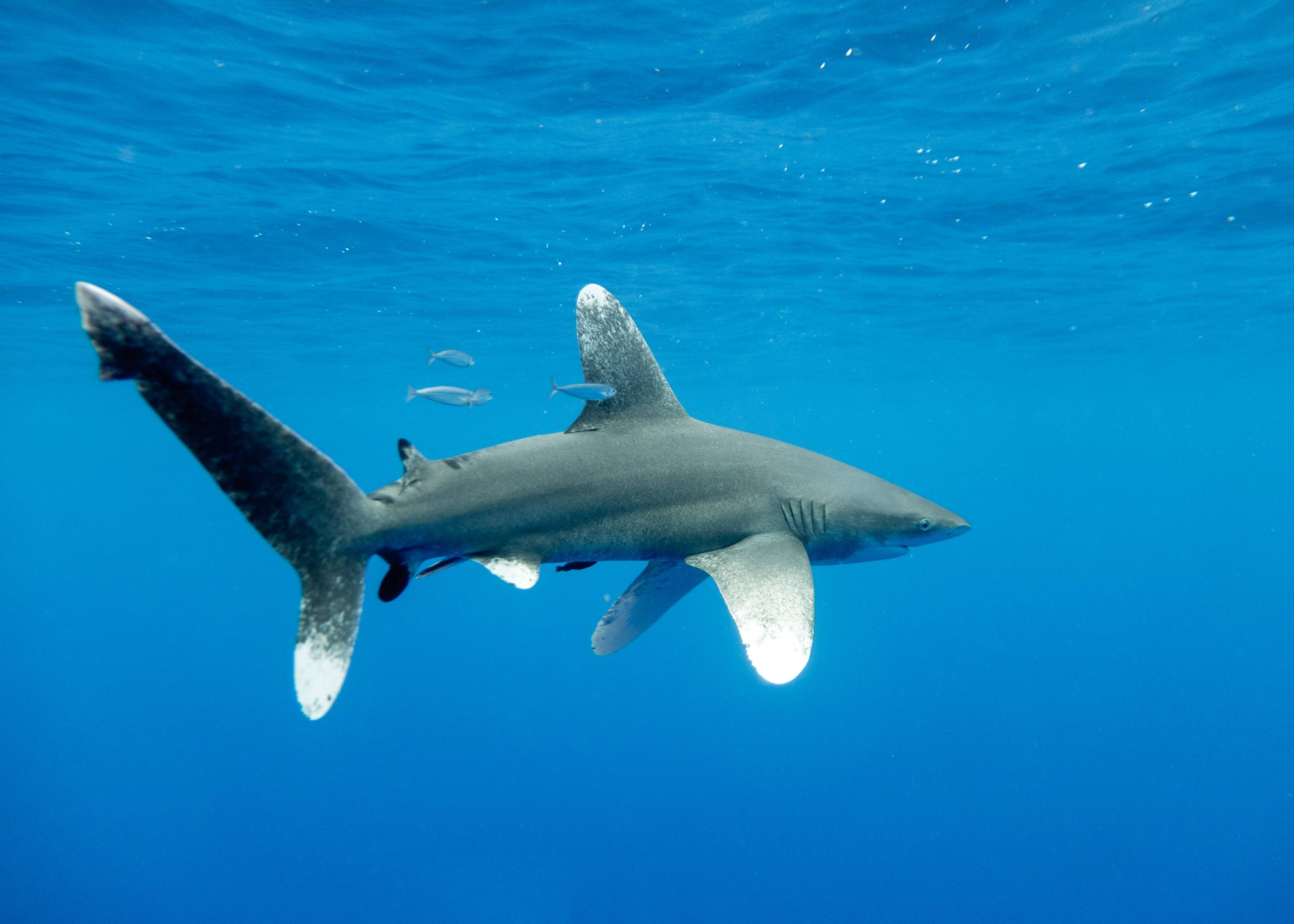 Oceanic whitetip shark swimming at the surface. PC: Brendan Talwar
