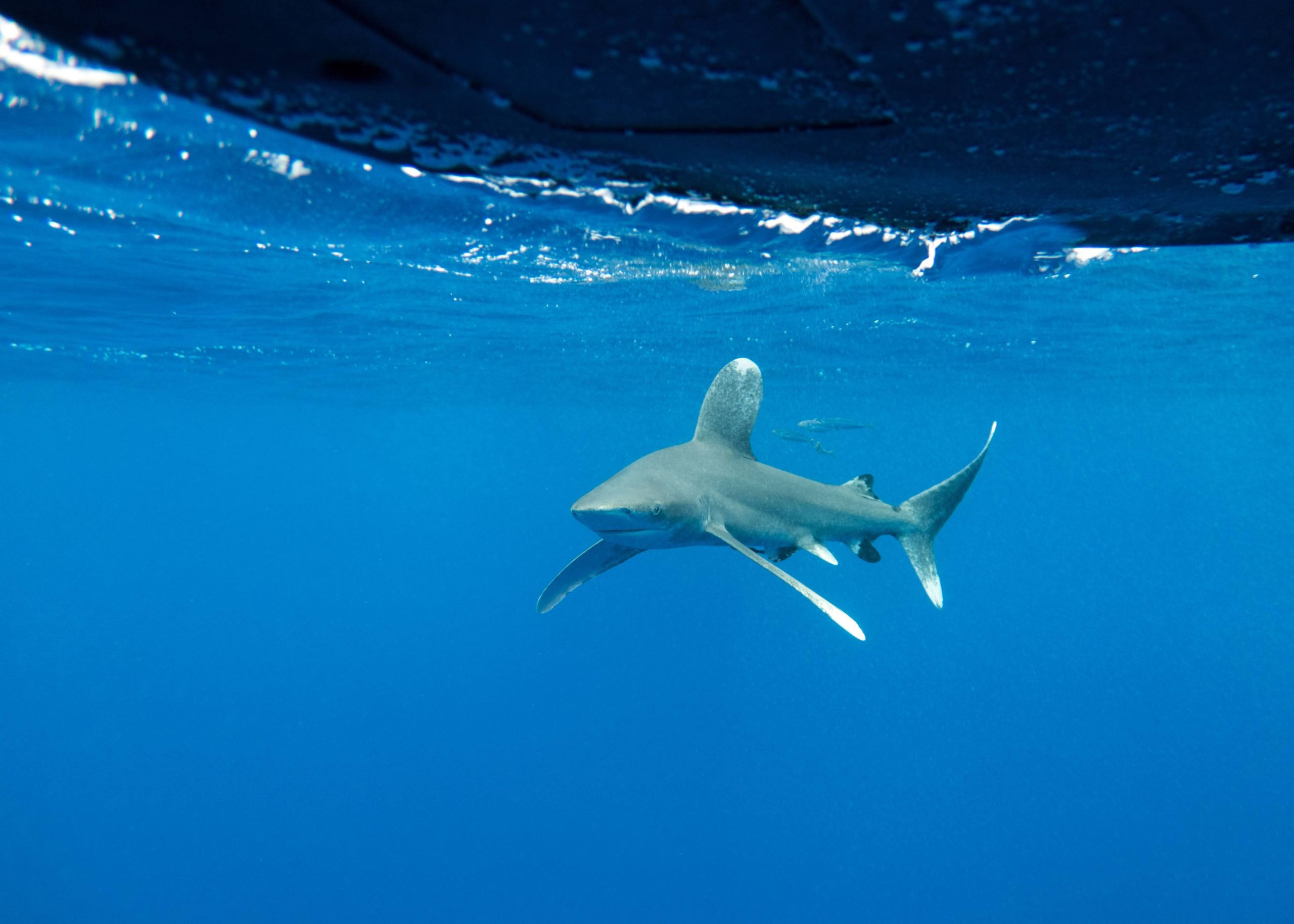 Oceanic whitetip shark swimming at the surface of the ocean. PC: Brendan Talwar