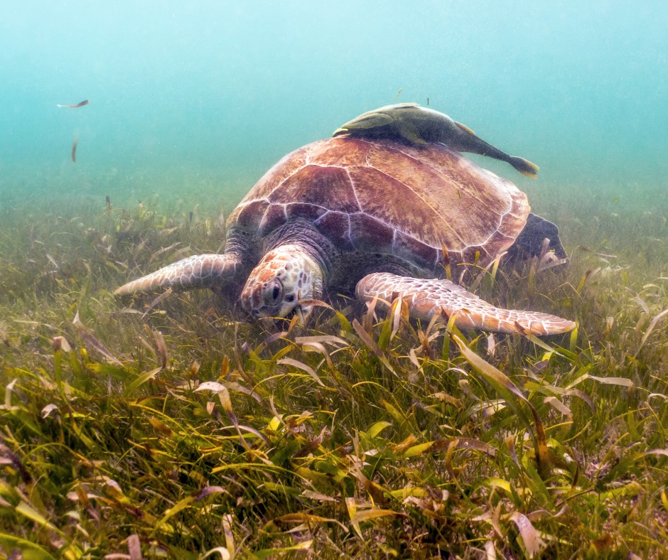 Green sea turtle eating turtle grass. PC: James Kelley