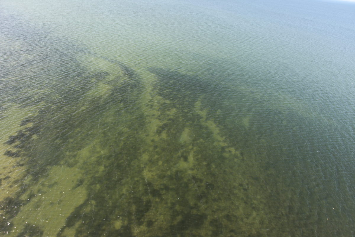 Seagrass propeller scarring. PC U.S. Fish and Wildlife Service