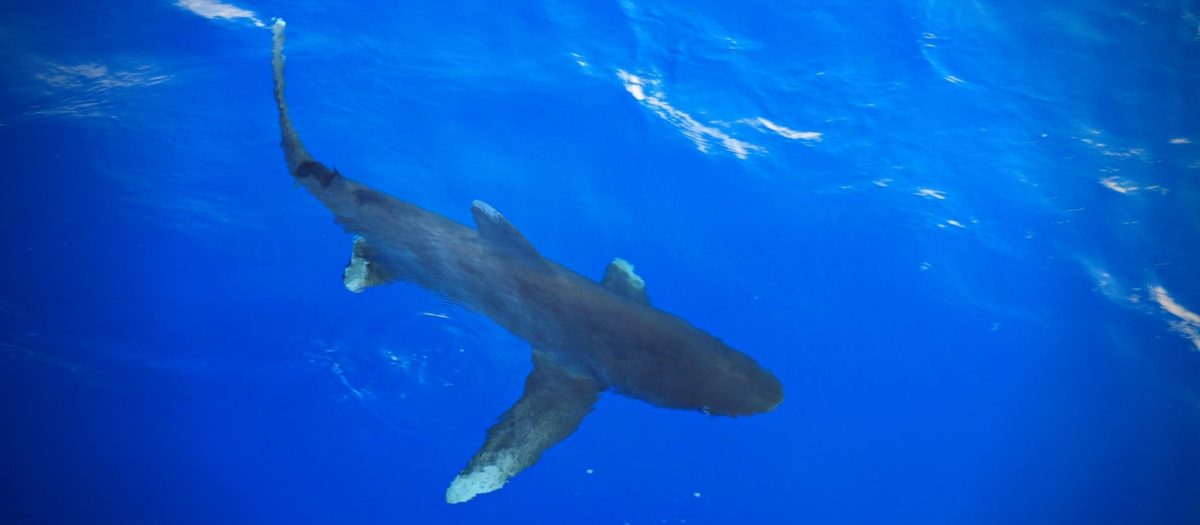 Oceanic whitetip shark swims beneath the surface. Photo credit: Amanda Waite