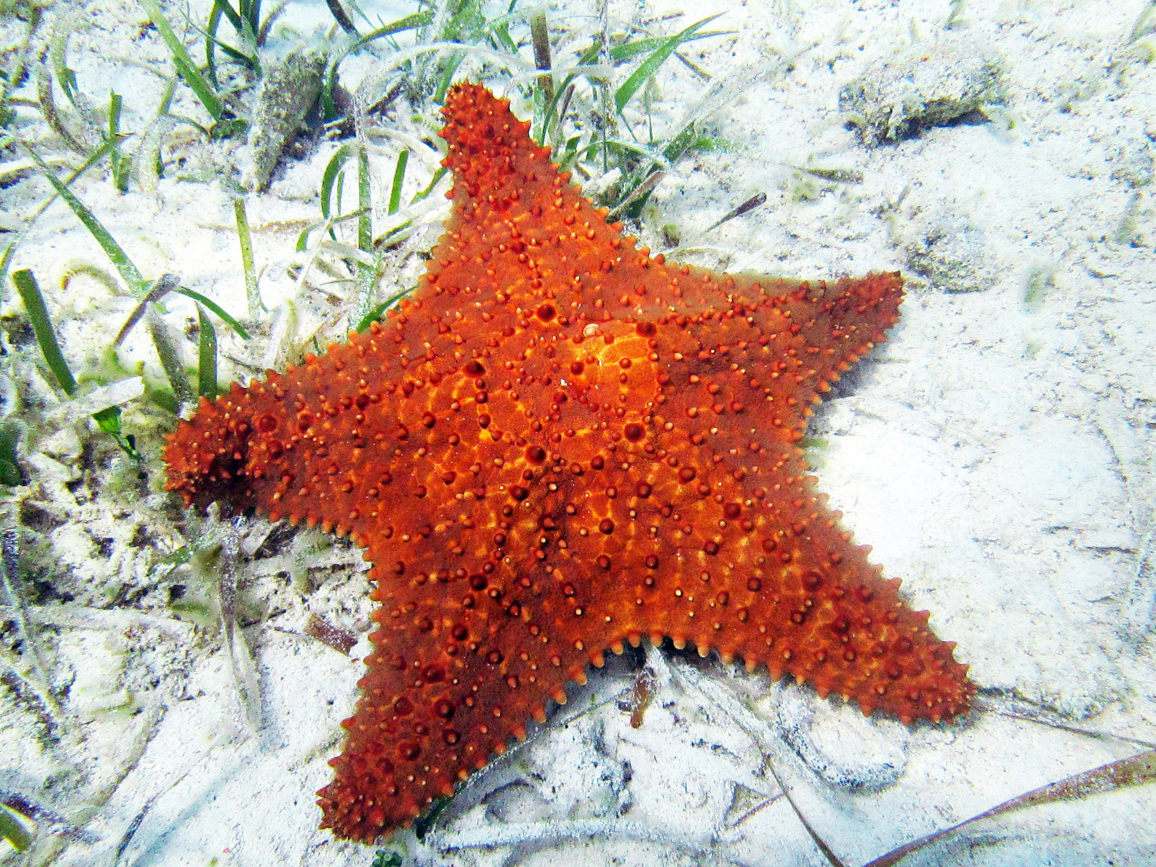 Red cushion sea star on a sandy seabed. PC: James St. John