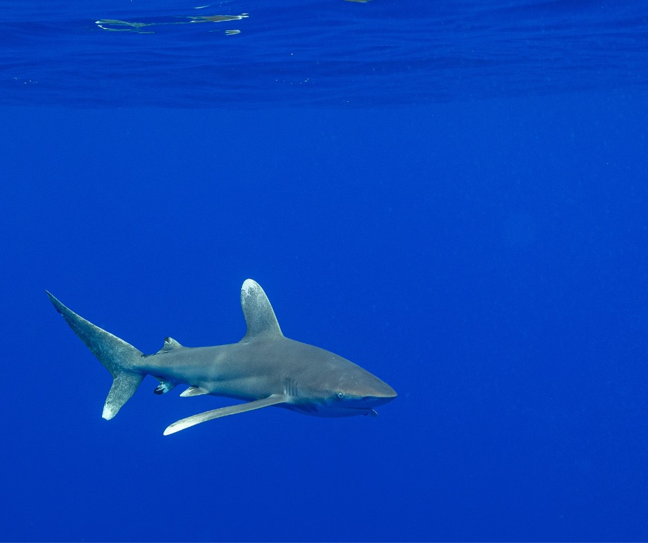 Oceanic whitetip shark in the open ocean. PC: Stéphane Rochon