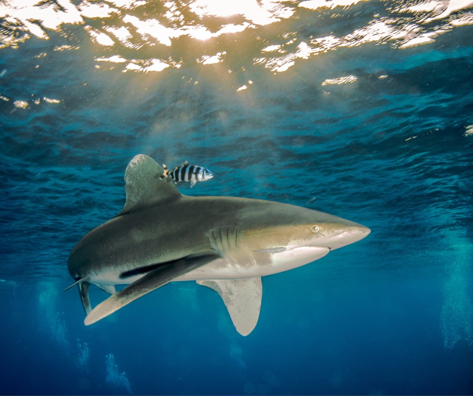 Oceanic whitetip shark in surface waters. PC: atese