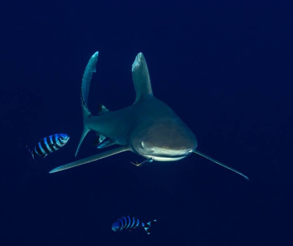 Oceanic whitetip shark with pilot fish. PC: Stéphane Rochon