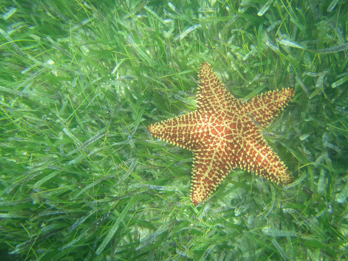 Red cushion sea star on a seagrass meadow. PC: Dartrider
